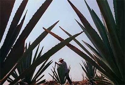 Plantación de maguey en Oaxaca, México.