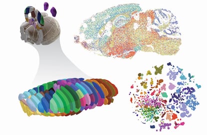 Representación tridimensional del cerebro de un ratón dividido en secciones.