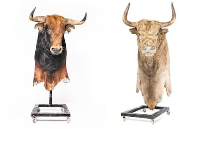 Cabezas de toro inmortales o la fascinación y controversia de la fiesta