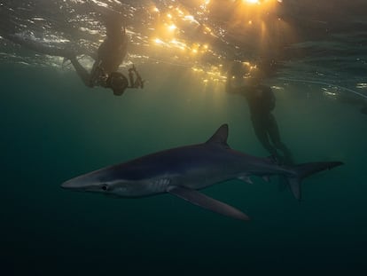 El biólogo Marino del Instituto de Ciencias del Mar (ICM-CSIC), Claudio Barría buceando con tiburones, en diciembre de 2021.