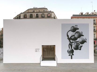 Las obras de Blossfeldt protagonizan una exposición efímera (hasta el 9 de marzo) en una instalación en pleno centro de Madrid, en la plaza de Callao.