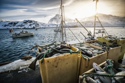 Ejemplares de skrei en el puerto.