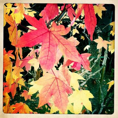 Hojas de liquidambar. 'Liquidambar styraciflua' L. Árbol originario del sur de EE.UU.,México y Guatemala.