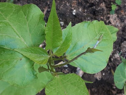 Planta de porotos.