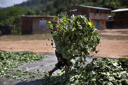 Una niña de 4 años transporta hojas de coca para ser secadas al sol en Los Ángeles, un pueblo de la zona de Pichari (Perú), 28 de septiembre de 2013. Durante siglos, la coca ha sido parte integral de la cultura y la religión de la zona andina.