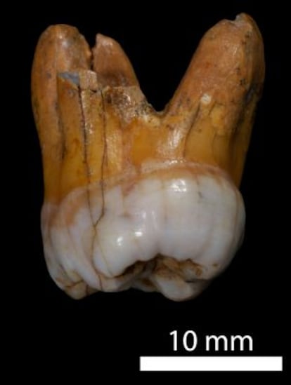 Un molar de Denisova encontrado en el yacimiento.