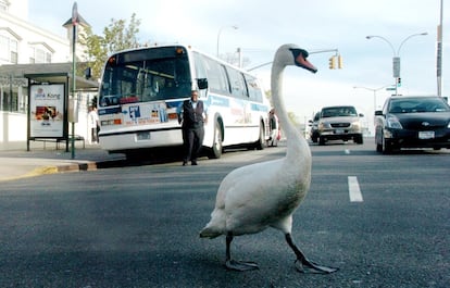 Un cisne cruza una calle de Brooklyn, ajeno al tráfico.