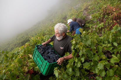 Antonio Pérez transporta la uva en una parcela de Cruceiro Reixo en el corazón de la Ribeira Sacra, en Amandi cerca de Monforte de Lemos. Durante estos primeros días de la cosecha se habían recogido más de 2.259.116 kilos de uva.
