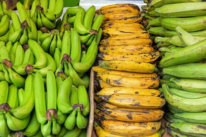 Platano - Banana