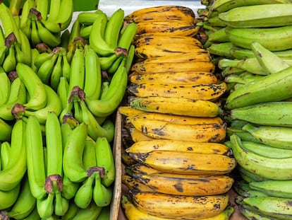 Cuidadito con equivocarse y comprar plátano macho por banana.  Ni el uno se puede comer crudo ni con el otro se pueden hacer las mejores receta del caribe 