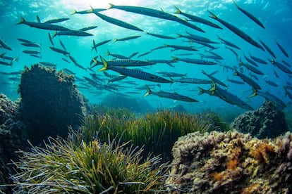 Un banco de barracudas en una pradera de posidonia.