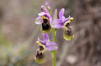 Un ejemplar de orquídea abejera rosa.