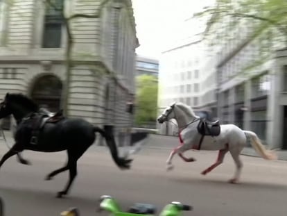 Un grupo de caballos del ejército británico en el centro de Londres este miércoles.