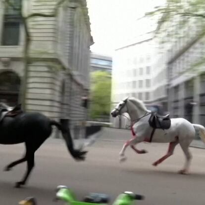 Un grupo de caballos del ejército británico en el centro de Londres este miércoles.