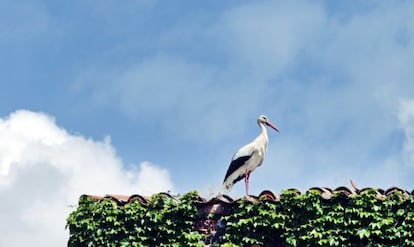 Una cigüeña en la torre cacereña de los Sande, del siglo VI.