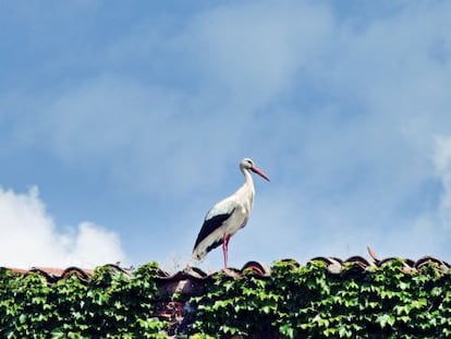 Una cigüeña en la torre cacereña de los Sande, del siglo VI.