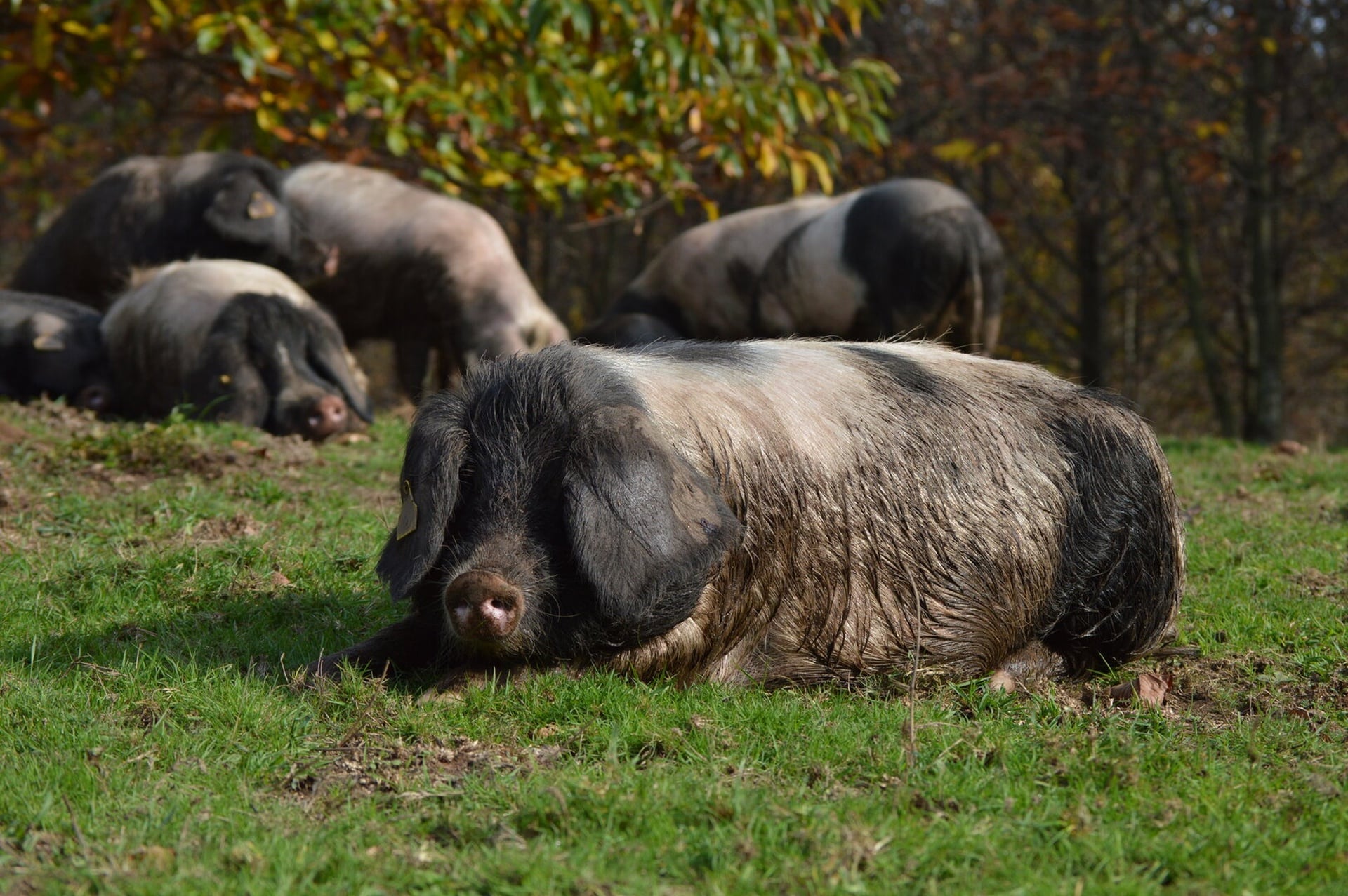 La nueva vida del cerdo celta, la desconocida raza gallega cuyo precio roza el del ibérico