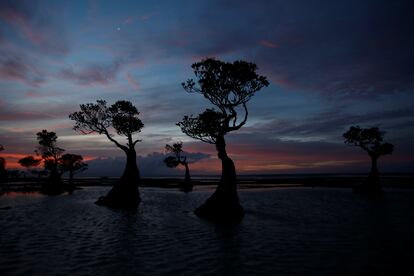 Manglar en la provincia de Tenggara Indonesia