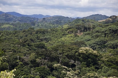 El bosque tropical de Itombwe, en la República Democrática del Congo, alberga una gran biodiversidad de flora y fauna. La Reserva Natural se disputa entre las compañías extractoras de recursos, las ONGs conservacionistas y los pueblos indígenas que viven en la zona. Los pigmeos se han organizado para luchar por su territorio y su identidad.