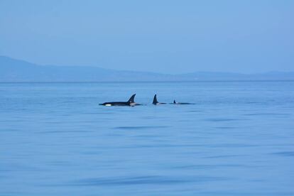 J35 (centro) sale a la superficie con J47 (izquierda), su hijo de diez años, y con J57 (derecha), su nueva cría, frente a las islas San Juan el pasado 5 de septiembre.
 