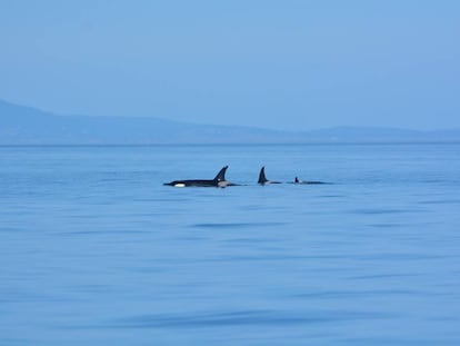 J35 (centro) sale a la superficie con J47 (izquierda), su hijo de diez años, y con J57 (derecha), su nueva cría, frente a las islas San Juan el pasado 5 de septiembre.
 