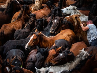 ecosistema caballos galicia