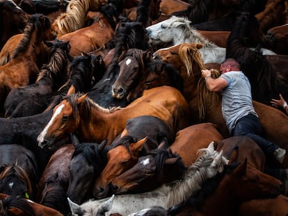 Primera Rapa Tradicional desde que empezó la pandemia. Los “aloitadores” rapan a las “bestas”, caballos que viven de manera salvaje en montes comunales gallegos.