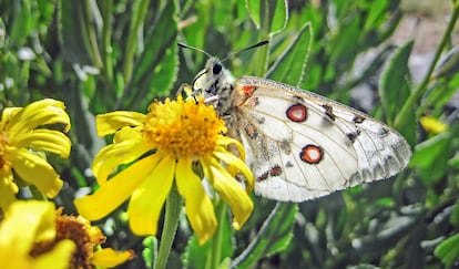 Un ejemplar de apolo o parnassius apollo, en los Picos de Europa (Cantabria).