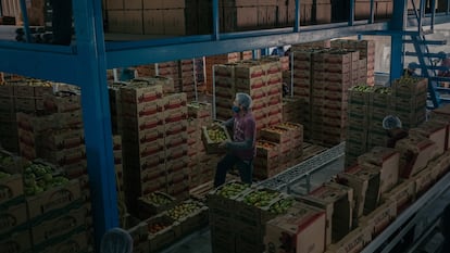 Un trabajador mueve una caja de tomates en Navolato, Sinaloa, el 11 de febrero de 2022.