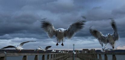 Unas gaviotas se enfrentan al fuerte viento en el lago Ammersee, Bavaria, Alemania (<a href="http://internacional.elpais.com/internacional/2011/12/16/album/1324049878_463919.html#1324049878_463919_1324063449" target="_blank">Fotogalería del temporal en Europa</a>)