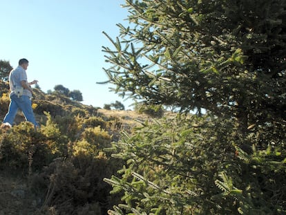 Ejemplar de pinsapo, abeto singular que crece en las sierras de Málaga y Cádiz.