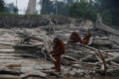 Varios orangutanes en la isla Salat, utilizada por la Fundación de Supervivencia de Orangutanes de Borneo (BOSF) como una isla de pre-liberación para los simios, en la regencia de Pulang Pisau (Indonesia), 15 de septiembre de 2019.