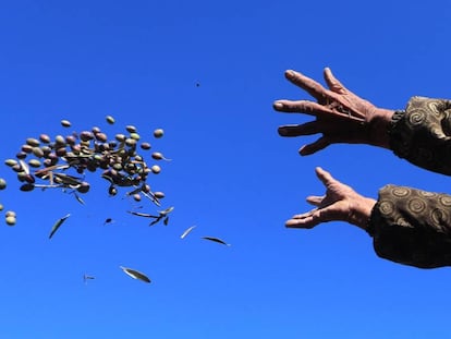Un agricultor lanza aceitunas al viento para quitarles las hojas, en un olivar.