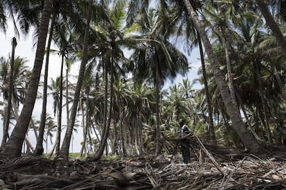 Con el fin de los cultivos de coco, la economía isleña empieza a cambiar hasta perder su autosuficiencia. En la imagen, Donald Orly Livingston recoge hojas de la palmera de coco para la construcción de una cabaña.