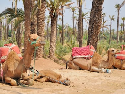 Camellos en un palmeral del desierto.