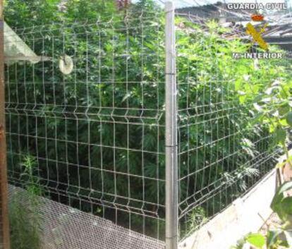 Algunas de las plantas de marihuana incautadas en una vivienda de Carcaixent