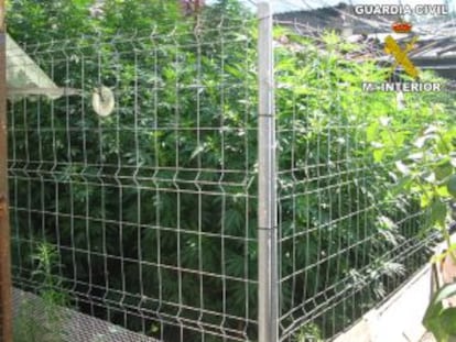 Algunas de las plantas de marihuana incautadas en una vivienda de Carcaixent
