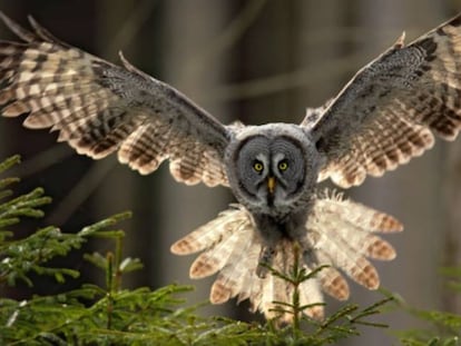 El gran b&uacute;ho gris corre peligro por la intensa actividad maderera en los bosques del hemisferio norte.  