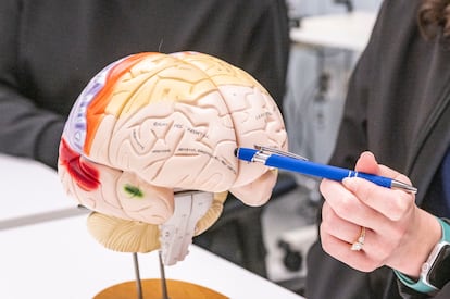 Cómo almacena el cerebro las palabras