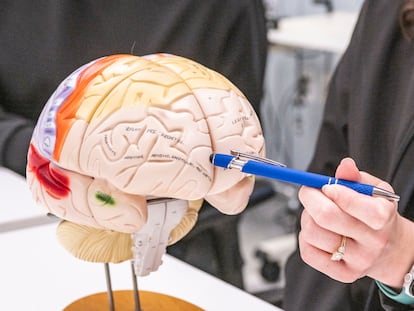 Cómo almacena el cerebro las palabras