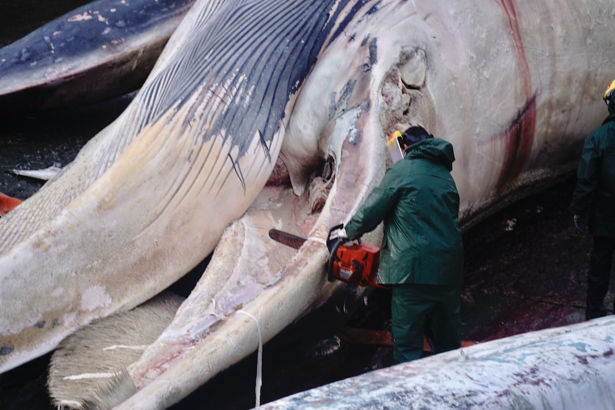 Retiran del mar y despiezan una ballena muerta de 21 metros en A Coruña