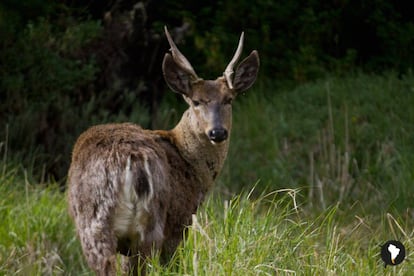 Un huemul en la Patagonia. 