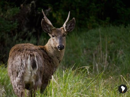 Un huemul en la Patagonia. 