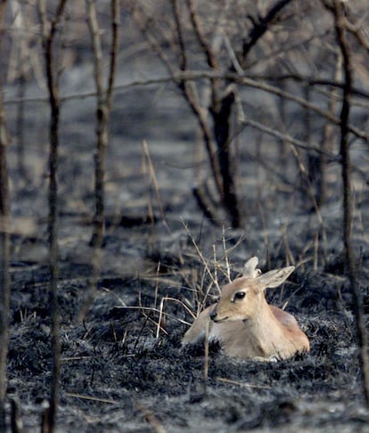 El duiker otra especie en recesión.