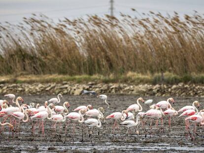 Fotogalería. Flamencos en un campo de la Albufera de Valencia.