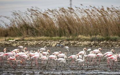 Fotogalería. Flamencos en un campo de la Albufera de Valencia.