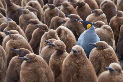 Cerca de 150 parejas de pingüino rey (Aptenodytes patagonicus) se reúnen durante la primavera y el verano austral (de octubre a abril) en Punta Voluntarios, un asentamiento en el noroeste de la isla Soledad, en el archipiélago de las Malvinas (Reino Unido), para incubar sus huevos y alimentar a sus polluelos (en la foto, un ejemplar adulto rodeado de jóvenes pingüinos). Las crías están cubiertas por un suave plumón marrón que mudarán por las duras plumas impermeables blancas y negras —con las características franjas amarillas en el pico y el cuello— que les permitirán nadar en el mar y pescar su propio alimento. La de Punta Voluntarios es la colonia más septentrional de esta ave marina migratoria, incluida en la lista roja de especies en peligro de extinción, solo superada en tamaño (hasta un metro y de 12 a 14 kilos de peso) por el pingüino emperador (Aptenodytes forsteri). Su mapa de distribución se ciñe a remotas islas subantárticas como las Malvinas y las Georgias del Sur (Reino Unido) o las islas Crozet (Francia).