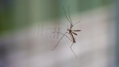 Olvídate de los mosquitos este verano. GETTY IMAGES.