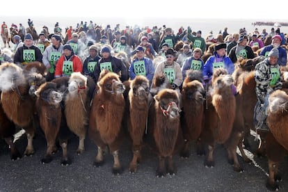 Jinetes y camellos en la línea de salida antes de iniciarse la carrera.