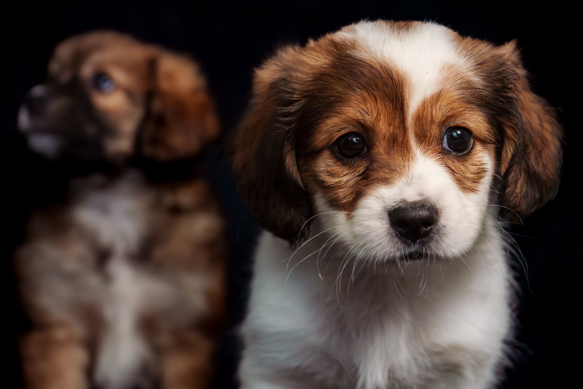 El rescate del pastor chiribaya, el perro – El reportero andino